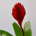 Bromeliad 'Christiane'