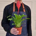 Bromeliad 'Christiane'