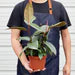Ficus Elastica 'Tineke'