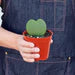 Hoya 'Sweetheart'