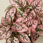 Hypoestes 'Polka Dot'