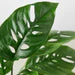 Monstera Adansonii 'Swiss Cheese'