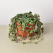 Succulent 'String of Hearts'
