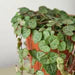 Succulent 'String of Hearts'