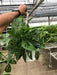 Monstera Adansonii 'Swiss Cheese'
