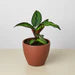 Calathea 'Beauty Star'