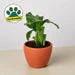 Calathea 'Orbifolia'