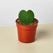 Hoya 'Sweetheart'