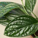 Monstera 'Peru'