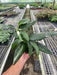 Monstera 'Standeleyana Albo Variegated'
