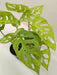 Monstera Adansonii 'Swiss Cheese Neon'