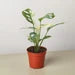 Monstera Adansonii 'Swiss Cheese Variegated'