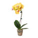 Orchid 'Yellow Phalaenopsis'