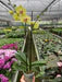 Orchid 'Yellow Phalaenopsis'
