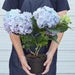 Blue Hydrangea