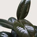 Ficus Elastica 'Burgundy'