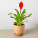 Bromeliad 'Christiane'