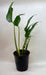 Monstera Burle Marx Flame