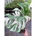 Monstera 'Albo Borsigiana Variegated'