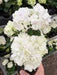 White Hydrangea