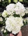 White Hydrangea