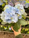 Blue Hydrangea