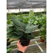 Monstera 'Peru'