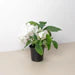 White Hydrangea