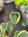 Hoya 'Sweetheart Variegated'