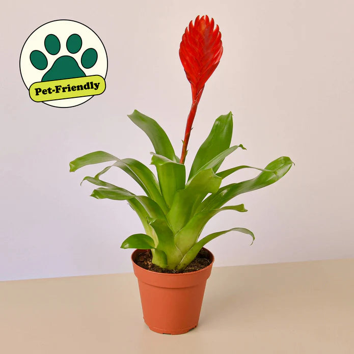 Bromeliad 'Christiane'