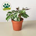Calathea 'White Fusion'