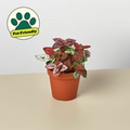 Hypoestes 'Polka Dot'