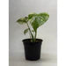 Monstera 'Mint'