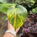 Rare Monstera Deliciosa 'Yellow Marilyn'