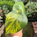 Rare Monstera Deliciosa 'Yellow Marilyn'